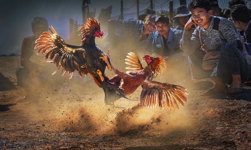 Lưu ý khi chơi cá cược đá gà
