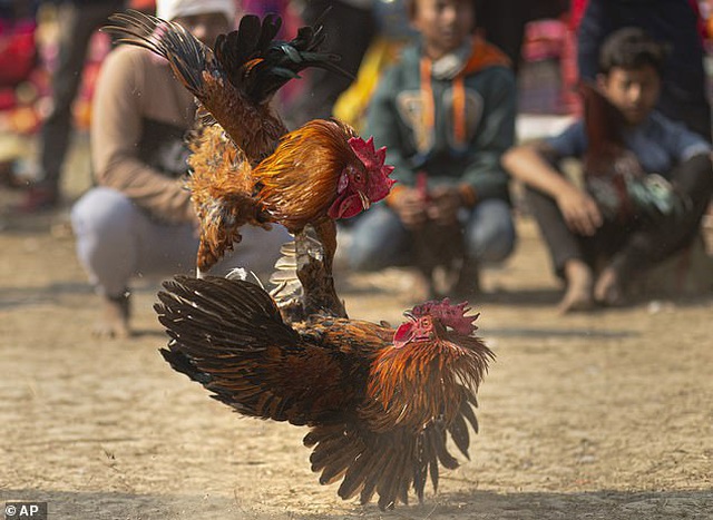 Luật chơi chọi gà